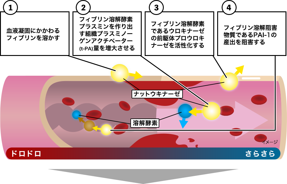 （1）血液凝固にかかわるフィブリンを溶かす、（2）フィブリン溶解酵素プラスミンを作り出す組織プラスミノーゲンアクチベーター(t-PA)量を増大させる、（3）フィブリン溶解酵素であるウロキナーゼの前駆体プロウロキナーゼを活性化する、（4）フィブリン溶解阻害物質であるPAI-1の産出を阻害する